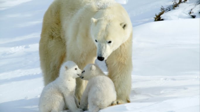 why we need to protect polar bears